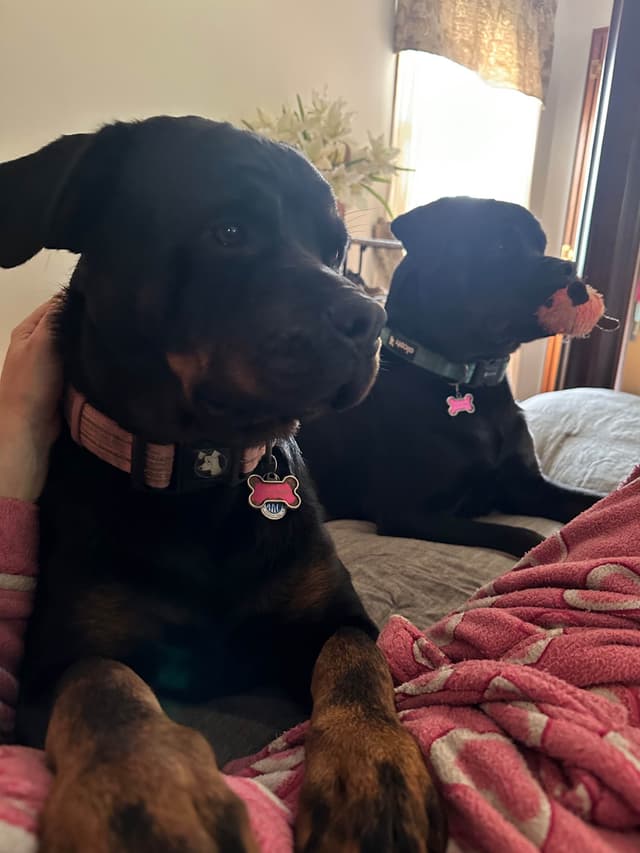 Rottweiler Puppies - Pre-Father’s Day Sale media 6