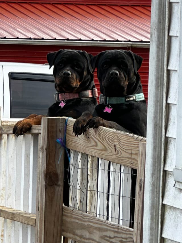 Rottweiler Puppies - Pre-Father’s Day Sale media 8