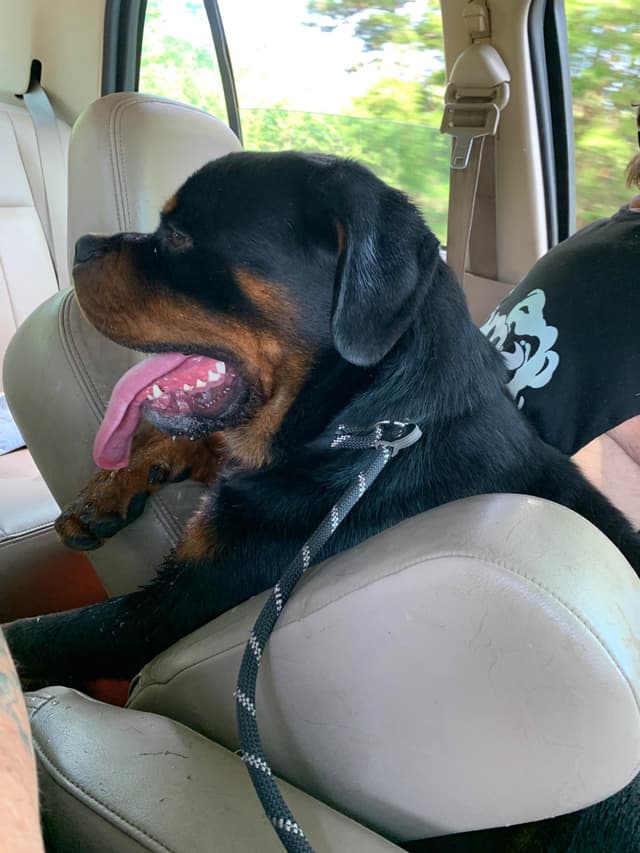 Rottweiler Puppies - Pre-Father’s Day Sale media 9