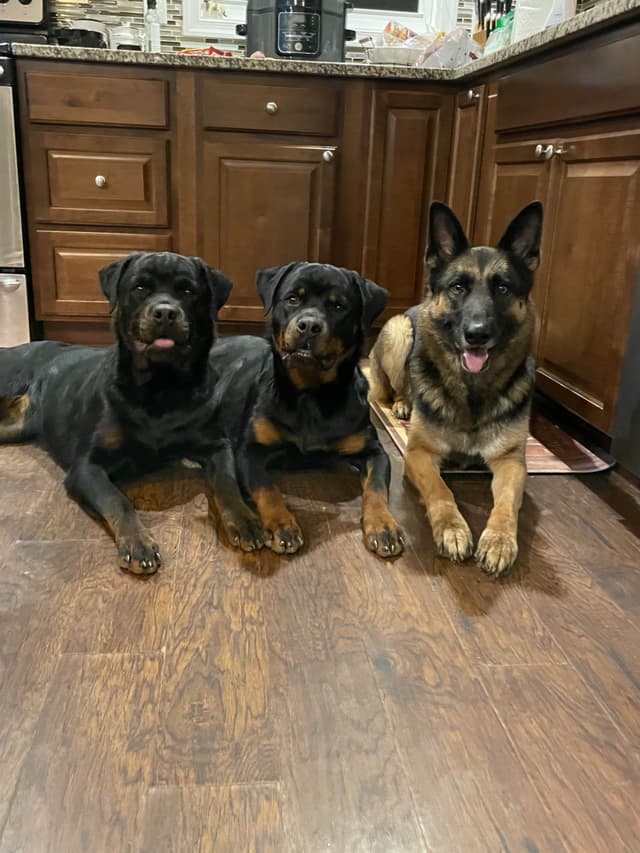Rottweiler Puppies - Pre-Father’s Day Sale media 10