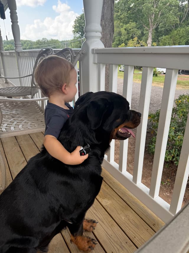 Rottweiler Puppies - Pre-Father’s Day Sale media 11