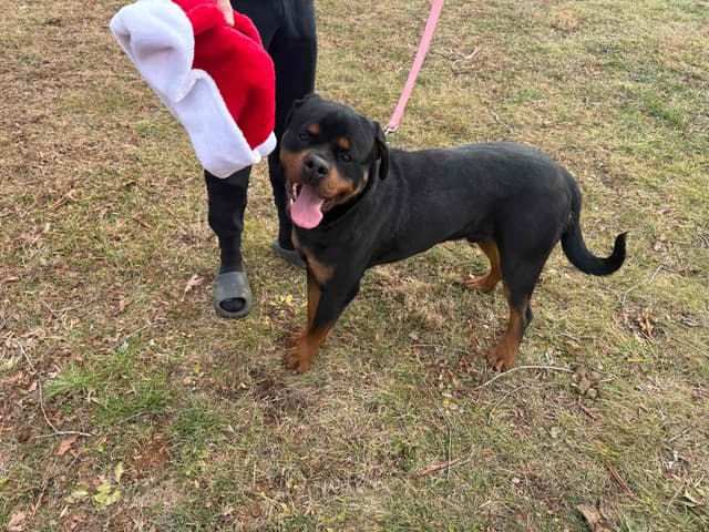 Rottweiler Puppies - Pre-Father’s Day Sale media 12