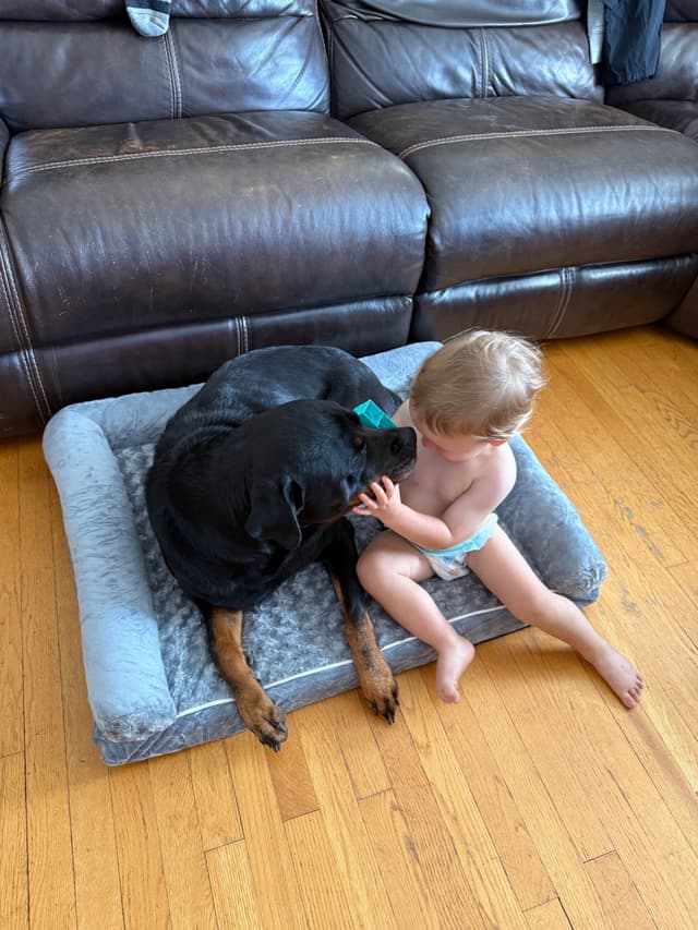 Rottweiler Puppies - Pre-Father’s Day Sale media 13