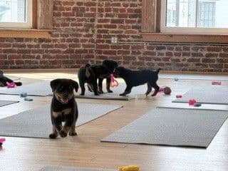 Rottweiler Puppies - Pre-Father’s Day Sale media 14