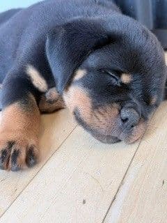 Rottweiler Puppies - Pre-Father’s Day Sale media 15