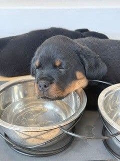 Rottweiler Puppies - Pre-Father’s Day Sale media 17