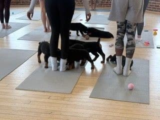 Rottweiler Puppies - Pre-Father’s Day Sale media 18