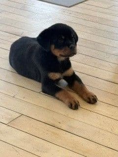 Rottweiler Puppies - Pre-Father’s Day Sale media 19