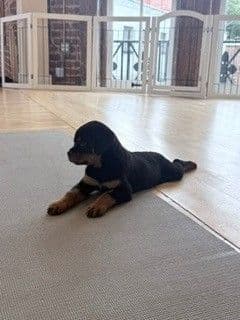Rottweiler Puppies - Pre-Father’s Day Sale media 20