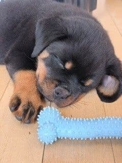 Rottweiler Puppies - Pre-Father’s Day Sale media 21