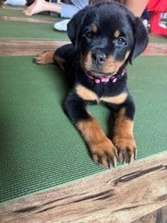 Rottweiler Puppies - Pre-Father’s Day Sale media 22