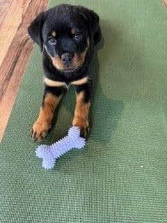 Rottweiler Puppies - Pre-Father’s Day Sale media 23