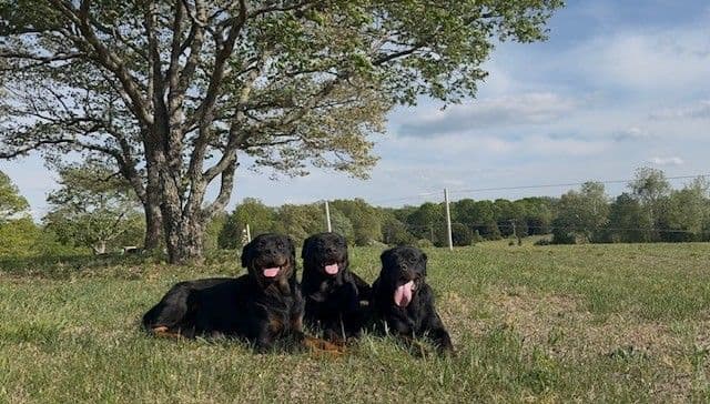 Rottweiler Puppies - 4th of July Sale media 4