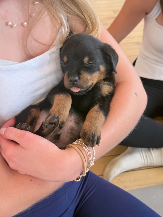 Rottweiler Puppies - 4th of July Sale media 6