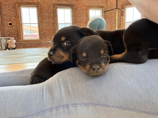 Rottweiler Puppies - 4th of July Sale media 5