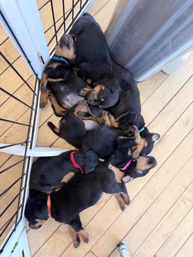 Rottweiler Puppies - 4th of July Sale media 7
