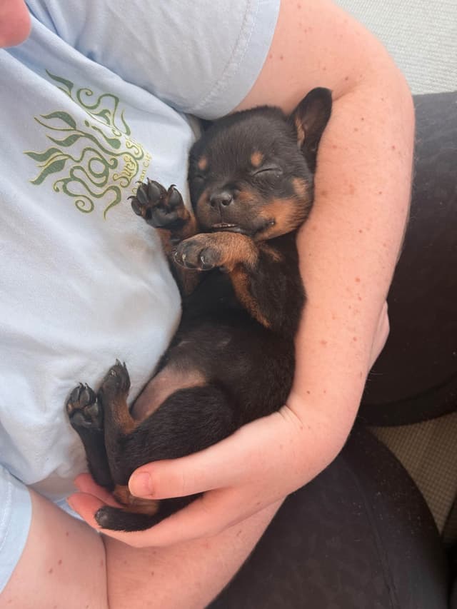 Rottweiler Puppies - 4th of July Sale media 8