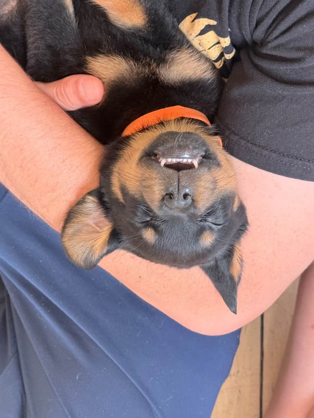 Rottweiler Puppies - 4th of July Sale media 10