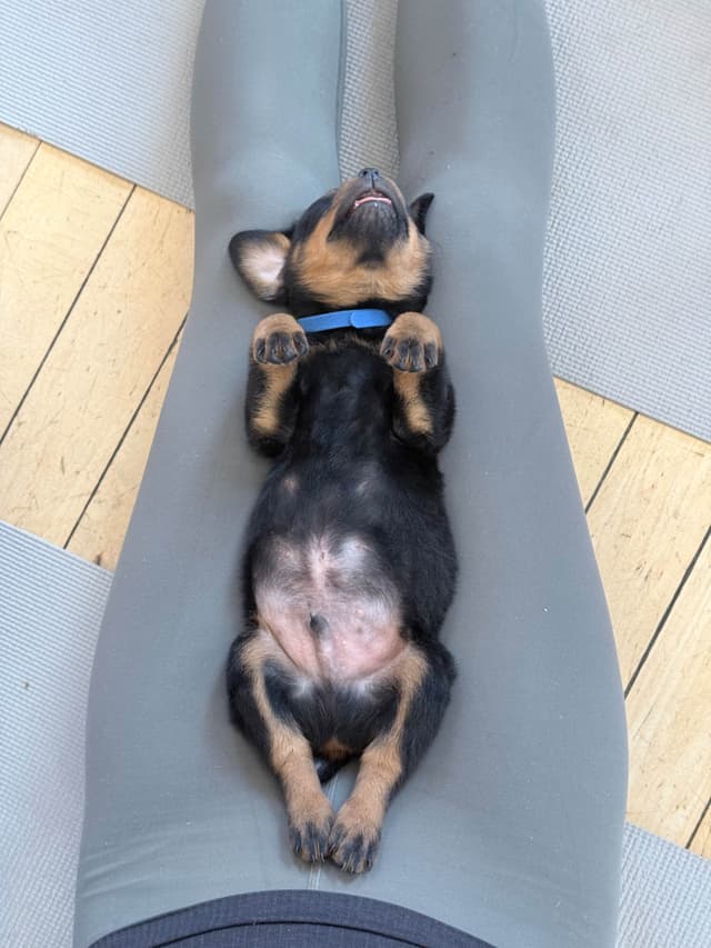 Rottweiler Puppies - 4th of July Sale media 9