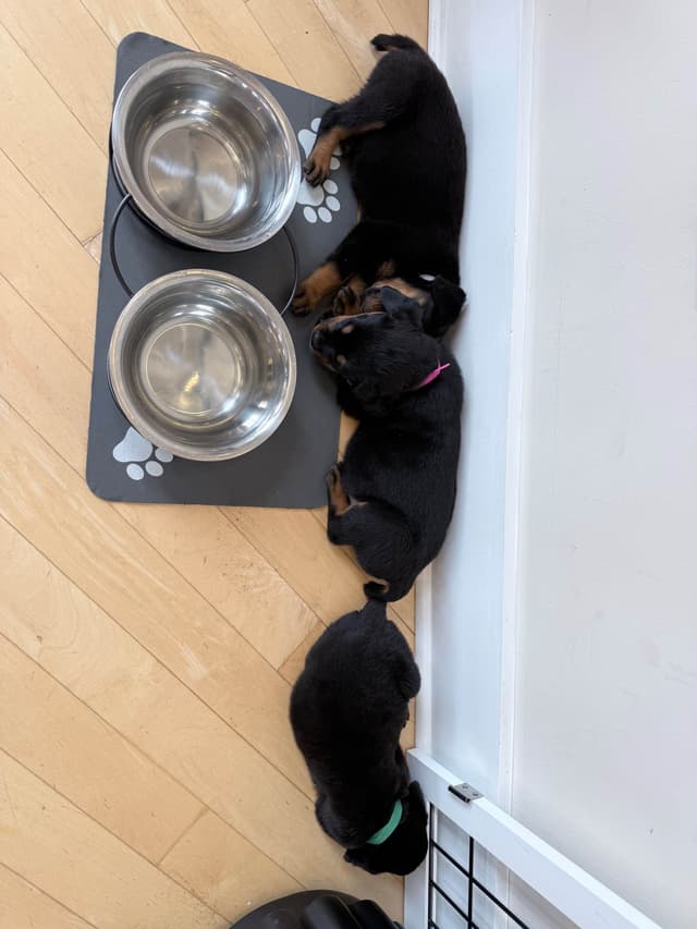 Rottweiler Puppies - 4th of July Sale media 11