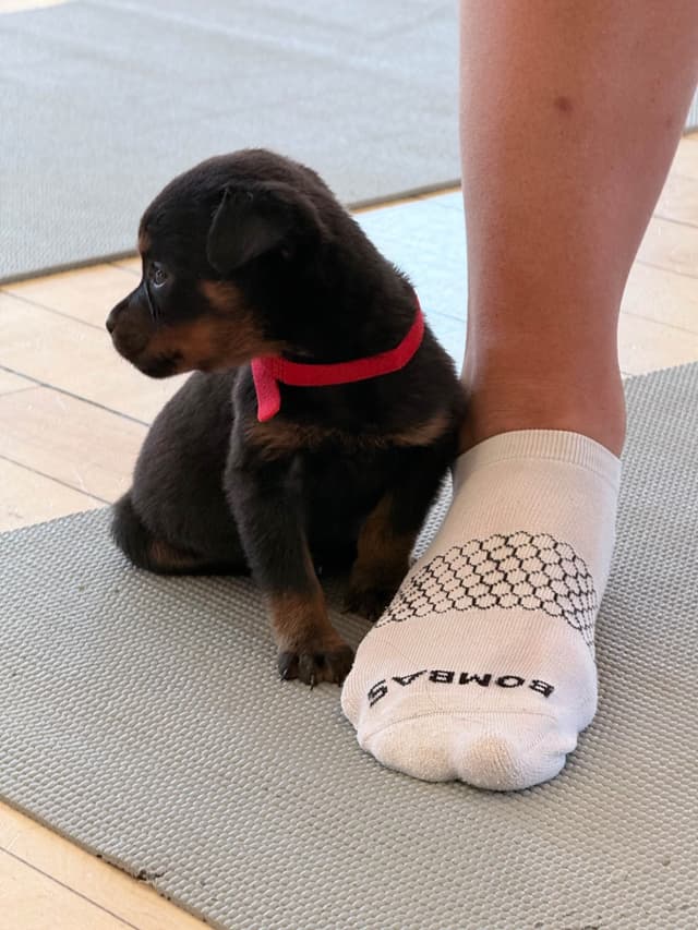 Rottweiler Puppies - 4th of July Sale media 12