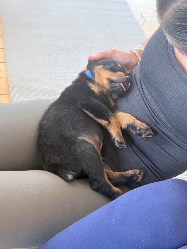 Rottweiler Puppies - 4th of July Sale media 13