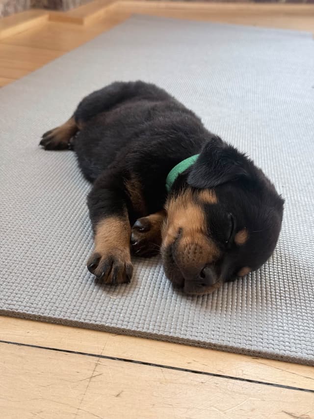 Rottweiler Puppies - 4th of July Sale media 15