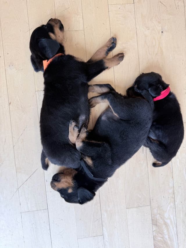 Rottweiler Puppies - 4th of July Sale media 14