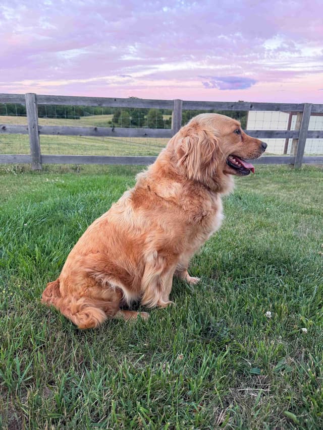 Beautiful Golden Retriever Puppies! media 28