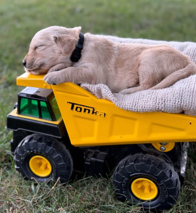 Beautiful Golden Retriever Puppies! media 2