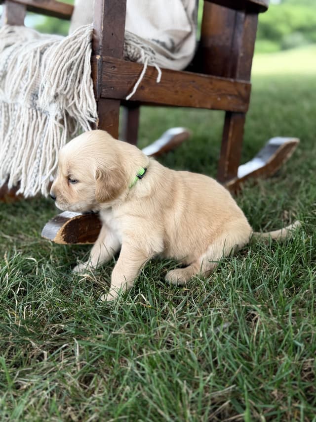 Beautiful Golden Retriever Puppies! media 4