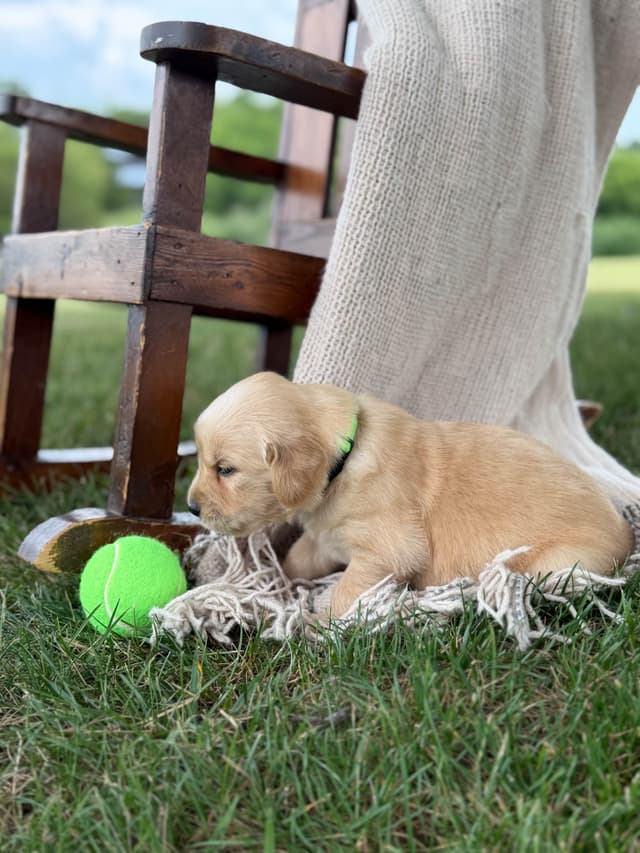 Beautiful Golden Retriever Puppies! media 3