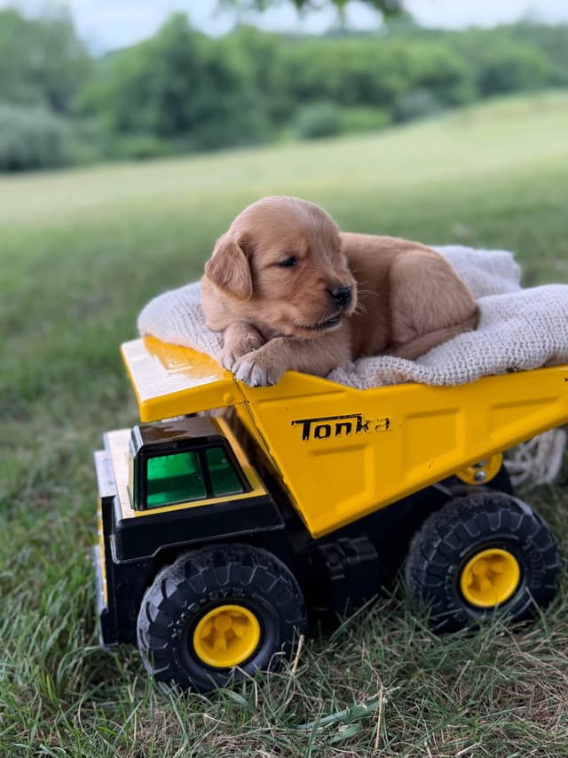 Beautiful Golden Retriever Puppies! media 6
