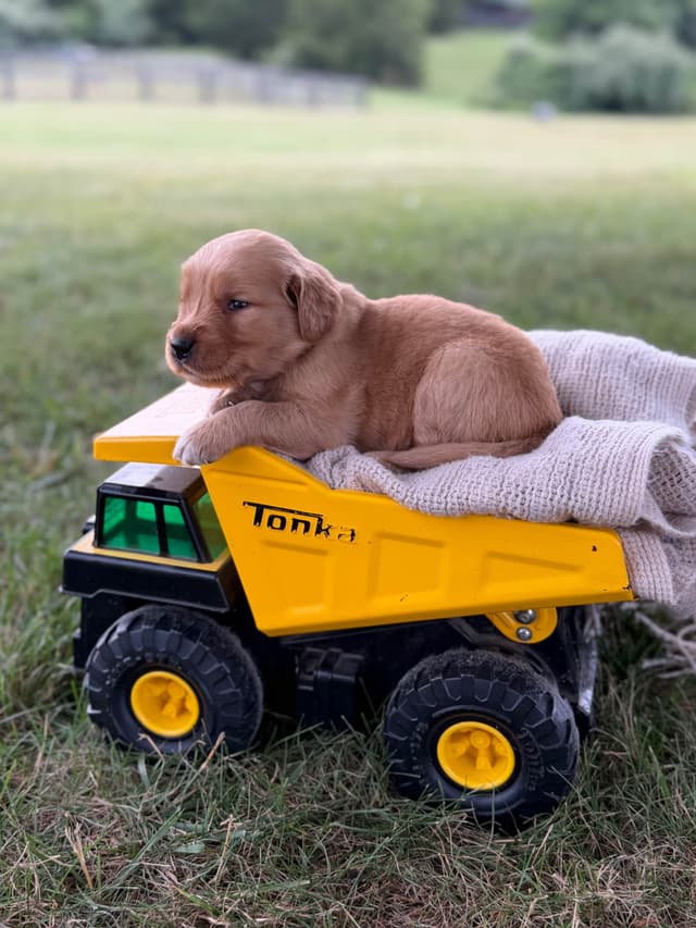 Beautiful Golden Retriever Puppies! media 5