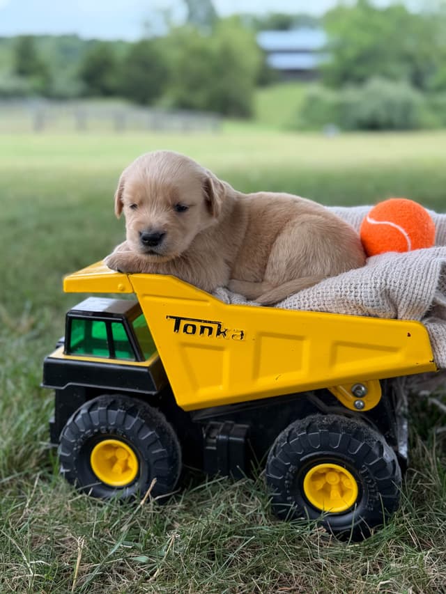 Beautiful Golden Retriever Puppies! media 7