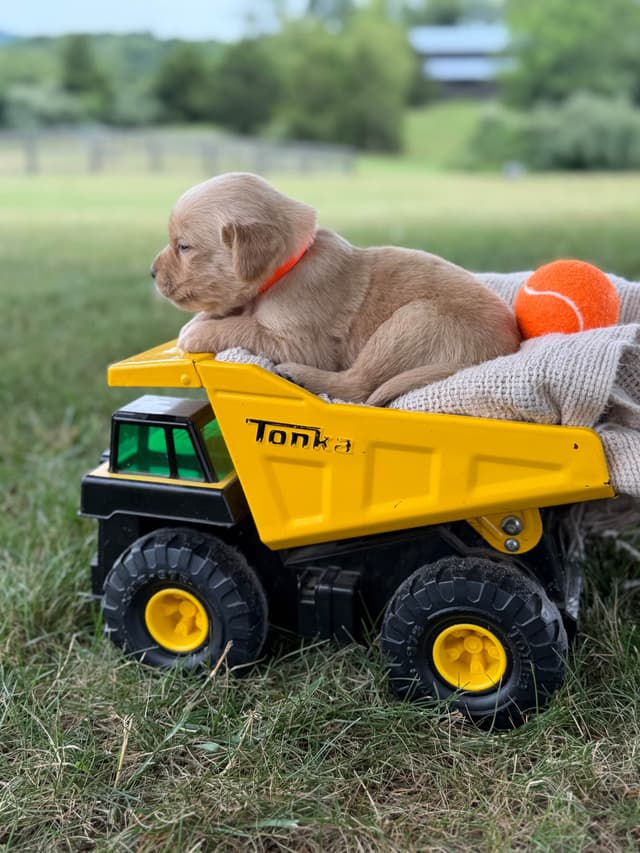 Beautiful Golden Retriever Puppies! media 8