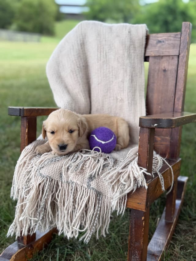 Beautiful Golden Retriever Puppies! media 9