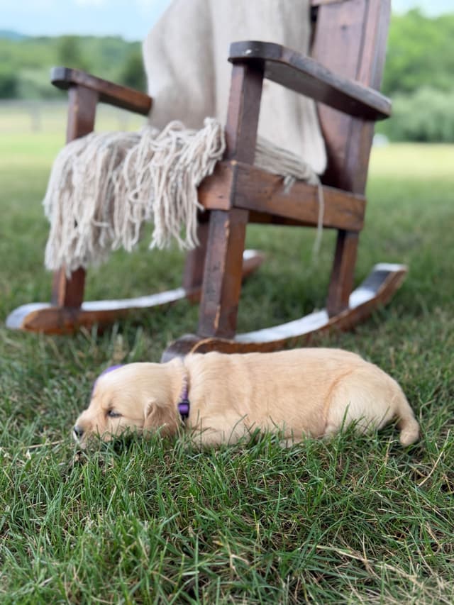 Beautiful Golden Retriever Puppies! media 10