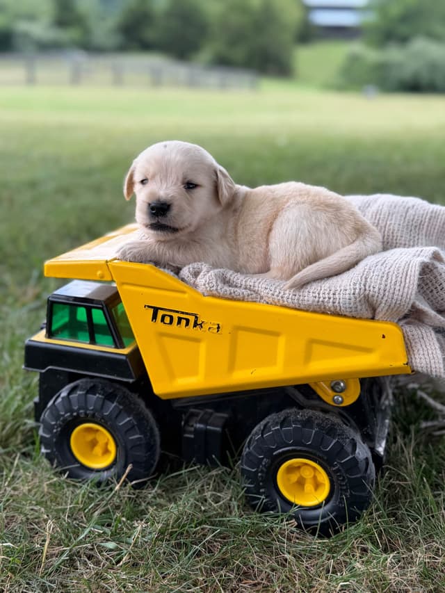 Beautiful Golden Retriever Puppies! media 11