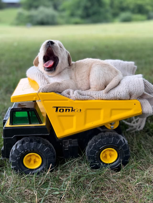 Beautiful Golden Retriever Puppies! media 13