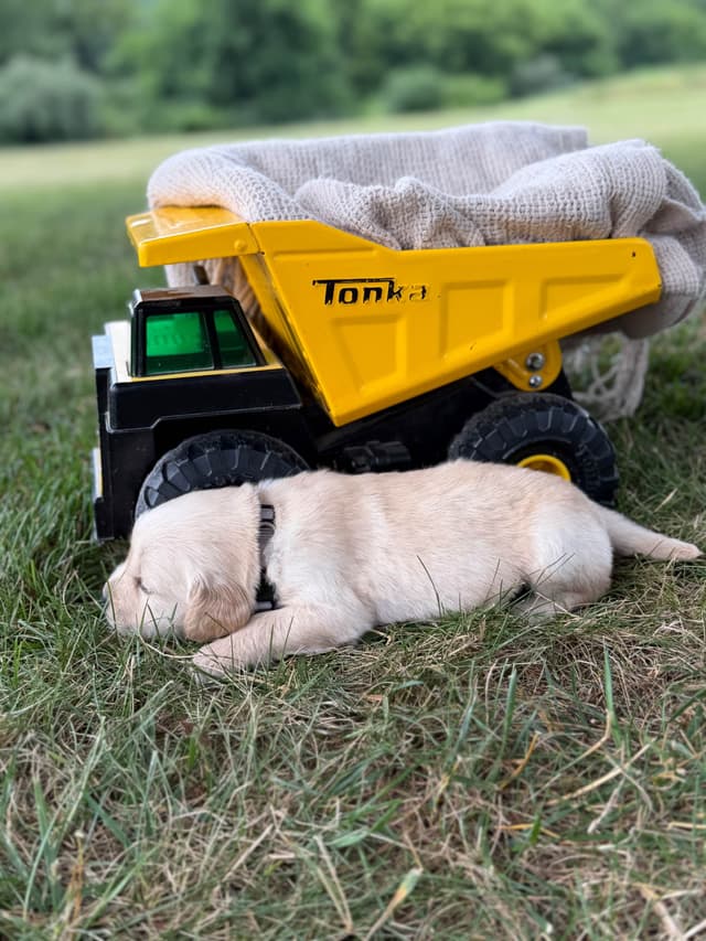 Beautiful Golden Retriever Puppies! media 12