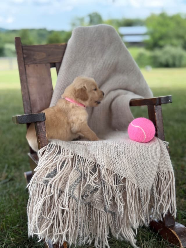 Beautiful Golden Retriever Puppies! media 14