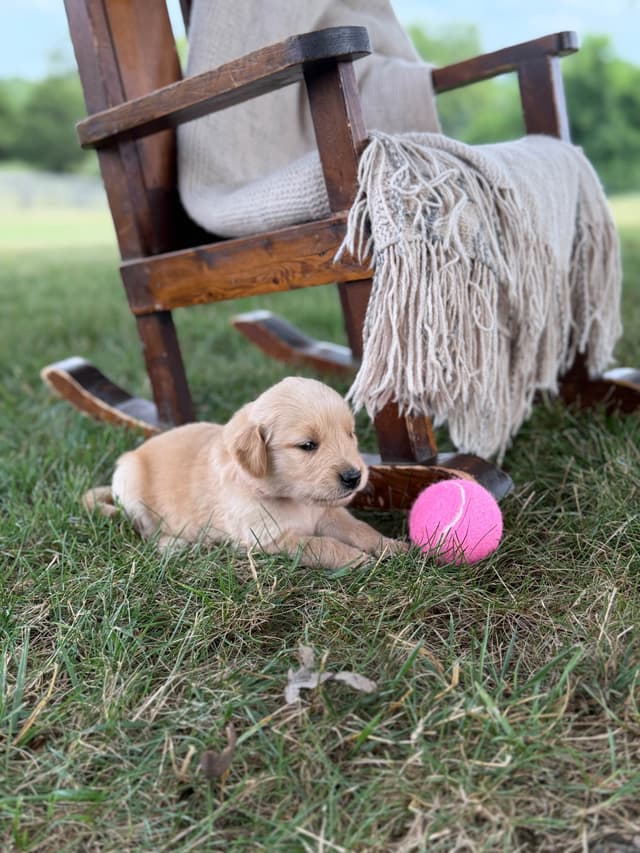 Beautiful Golden Retriever Puppies! media 15