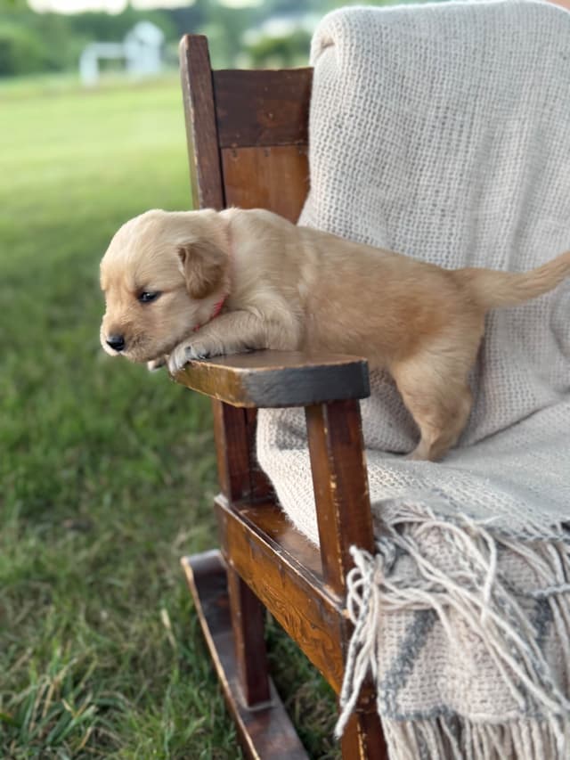 Beautiful Golden Retriever Puppies! media 16