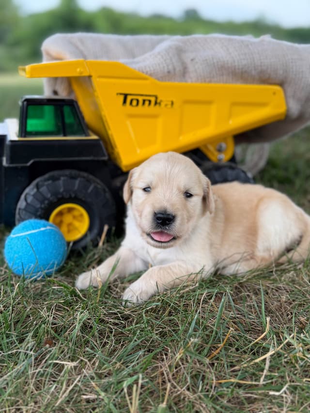 Beautiful Golden Retriever Puppies! media 18