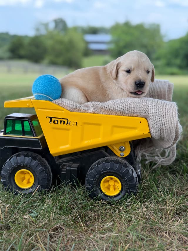 Beautiful Golden Retriever Puppies! media 19