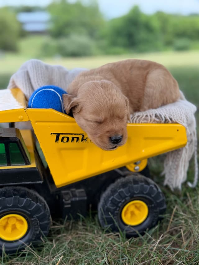 Beautiful Golden Retriever Puppies! media 20