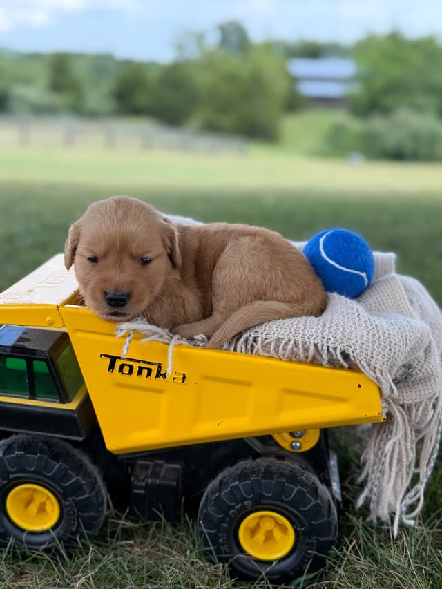 Beautiful Golden Retriever Puppies! media 21