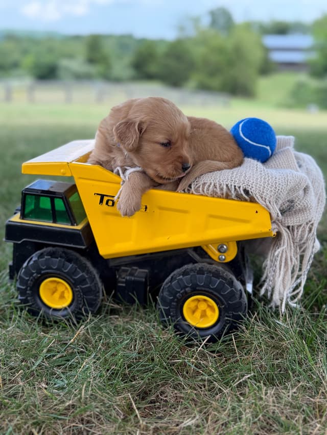 Beautiful Golden Retriever Puppies! media 22