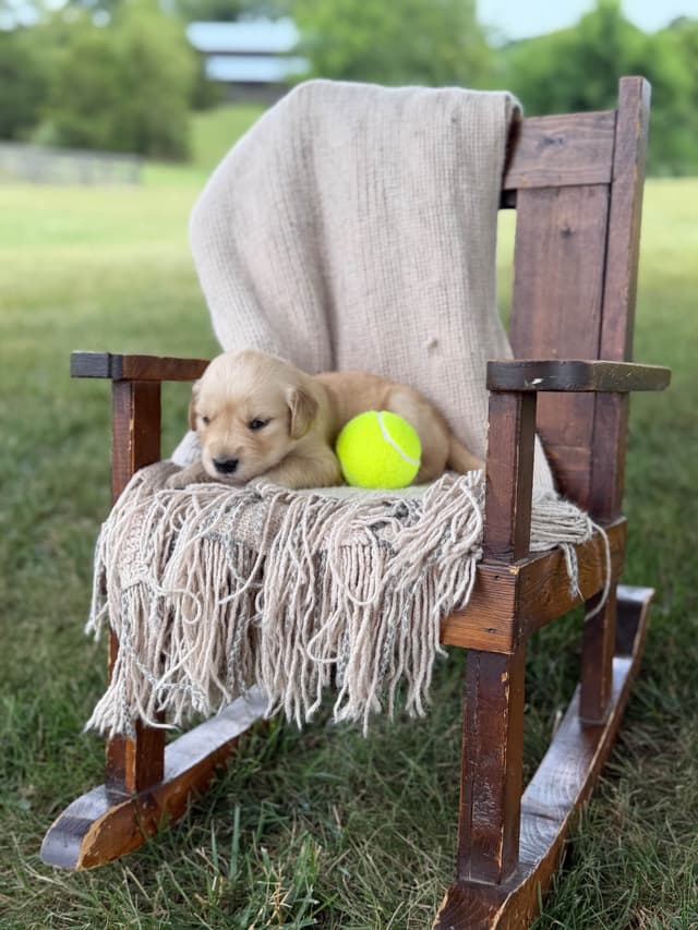 Beautiful Golden Retriever Puppies! media 24